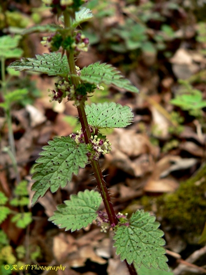 {Urtica chamaedryoides}